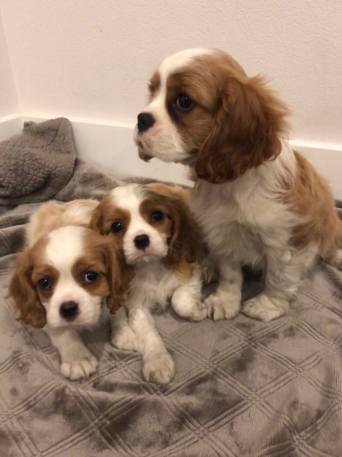 Cavalier King Charles Spaniel Puppies breeder image 15