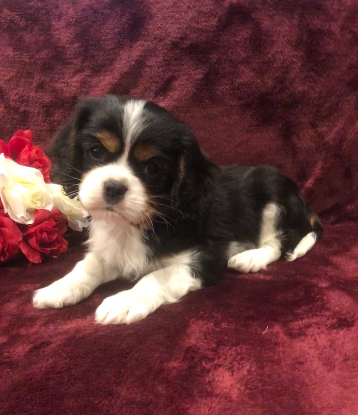 Cavalier King Charles Spaniel Puppies breeder image 17