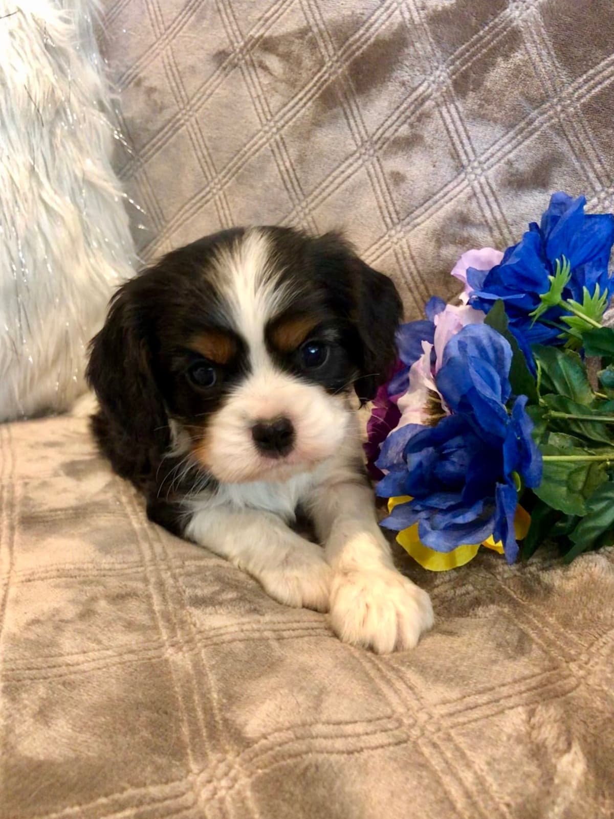 Cavalier King Charles Spaniel Puppies breeder image 2