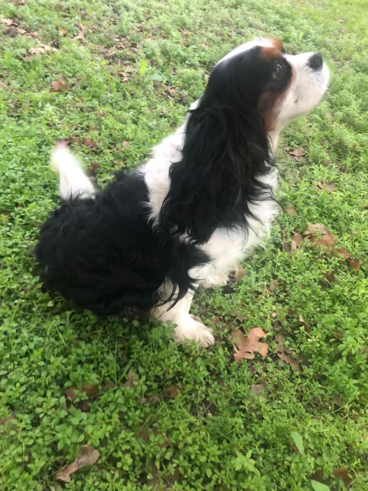 Cavalier King Charles Spaniel Puppies breeder image 18