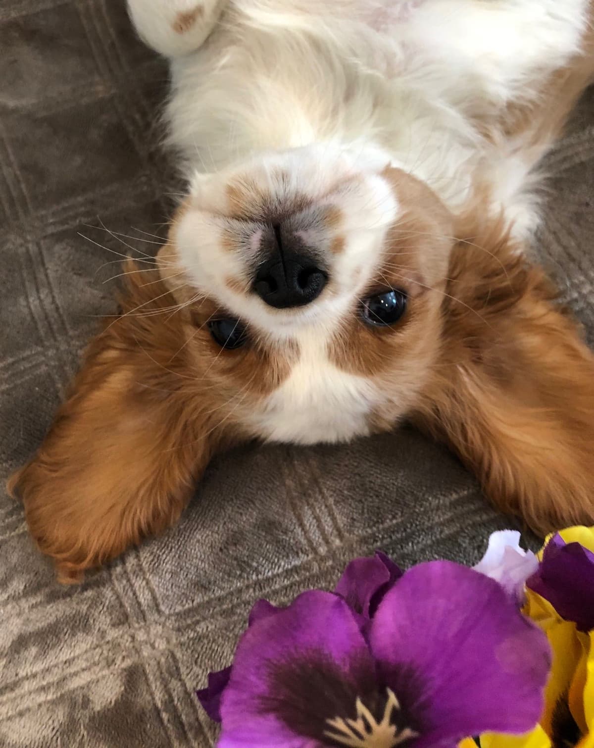 Cavalier King Charles Spaniel Puppies breeder image 19
