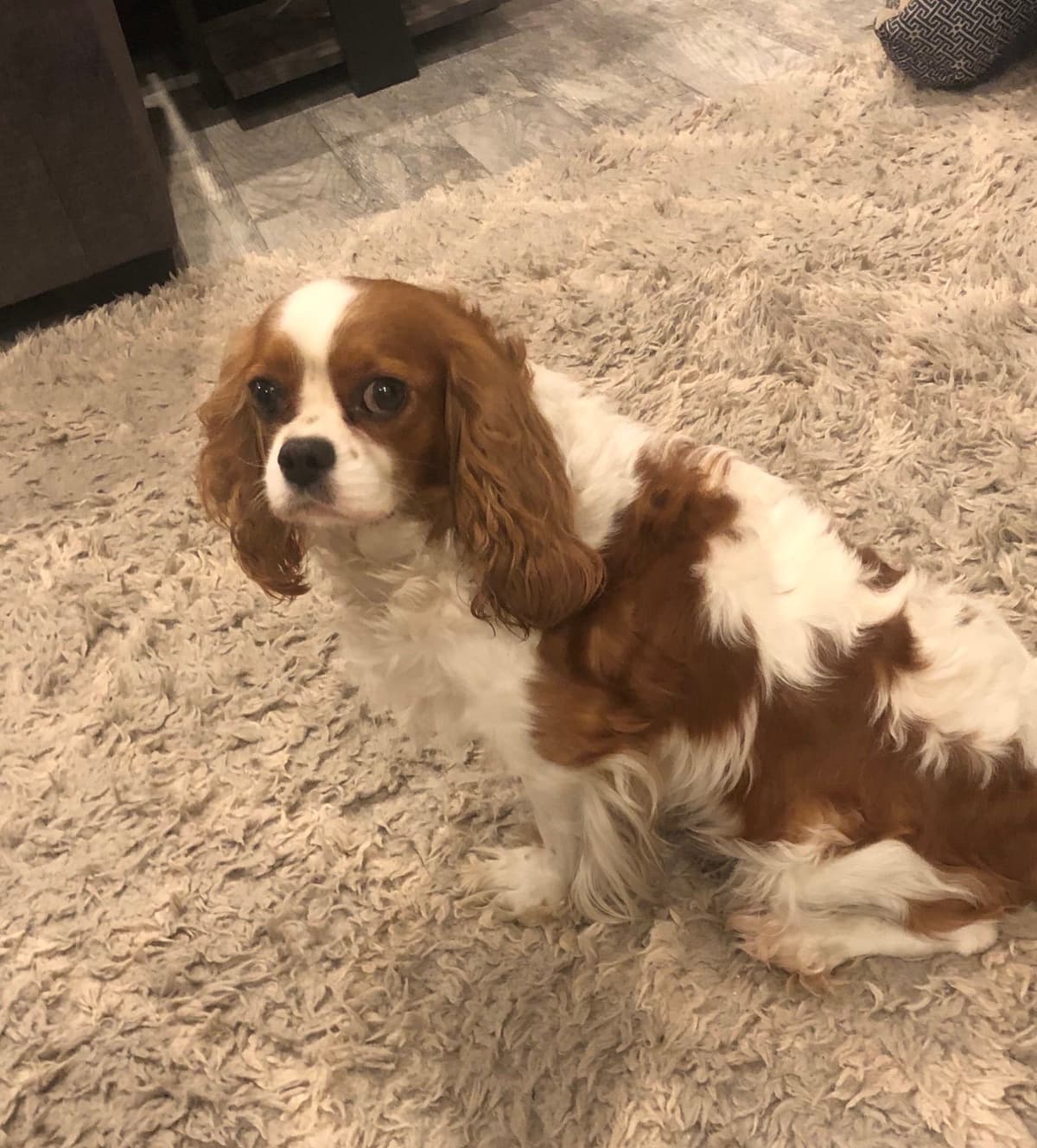 Cavalier King Charles Spaniel Puppies breeder image 20