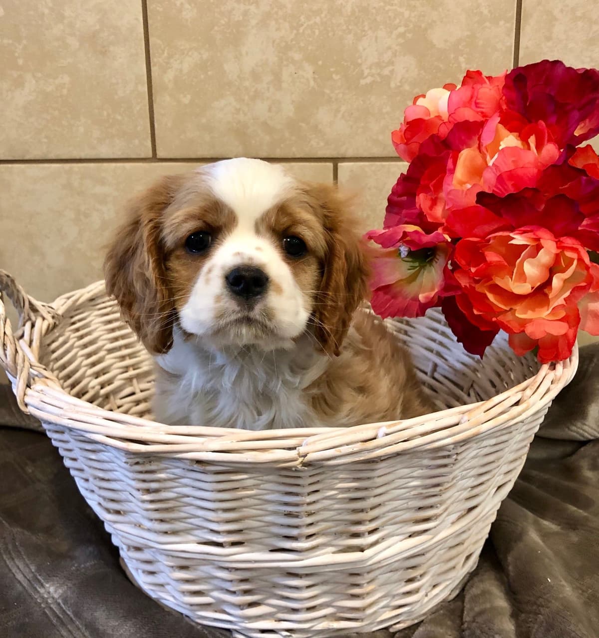 Cavalier King Charles Spaniel Puppies breeder image 21