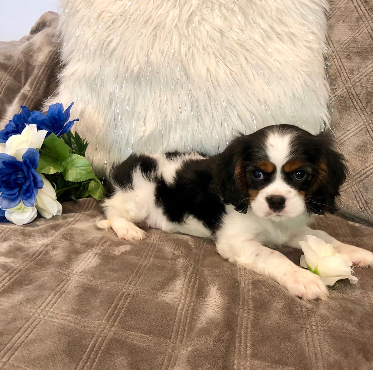 Cavalier King Charles Spaniel Puppies breeder image 22