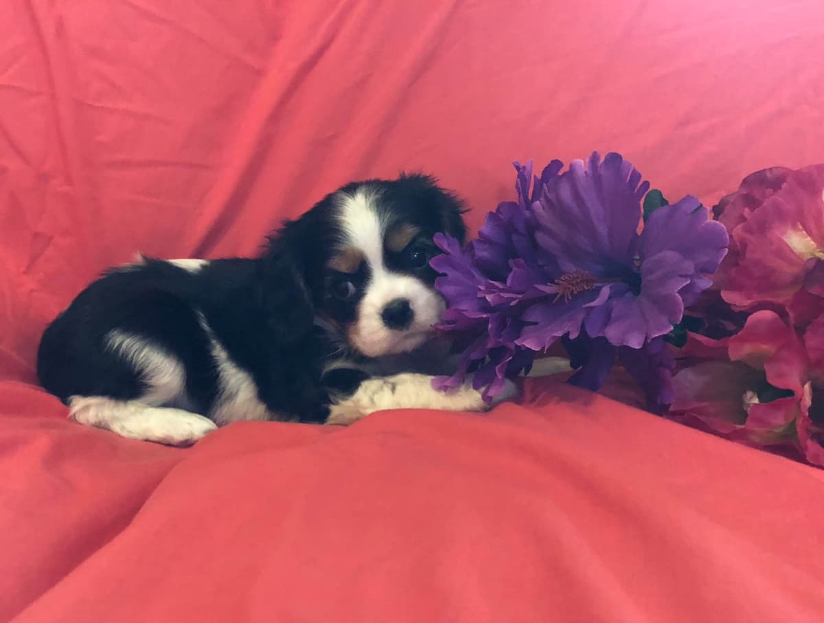 Cavalier King Charles Spaniel Puppies breeder image 23