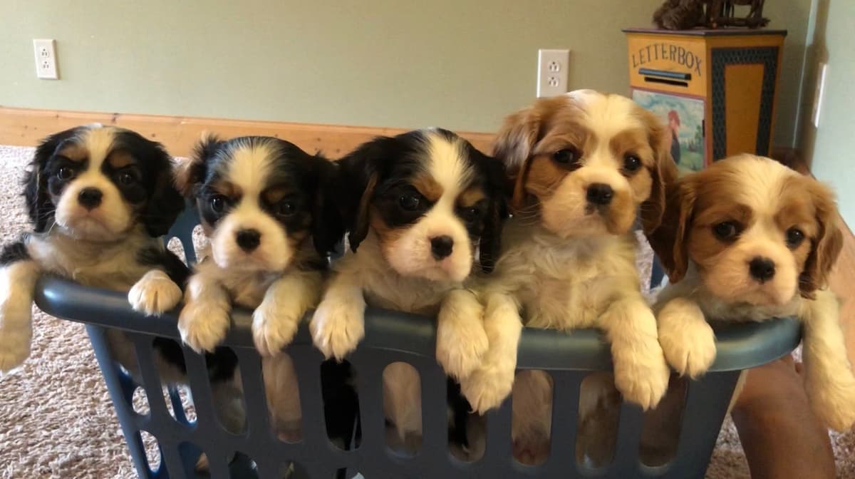 Cavalier King Charles Spaniel Puppies breeder image 1