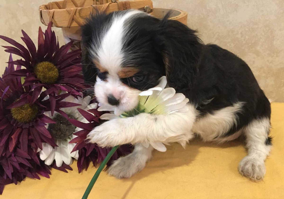 Cavalier King Charles Spaniel Puppies breeder image 24