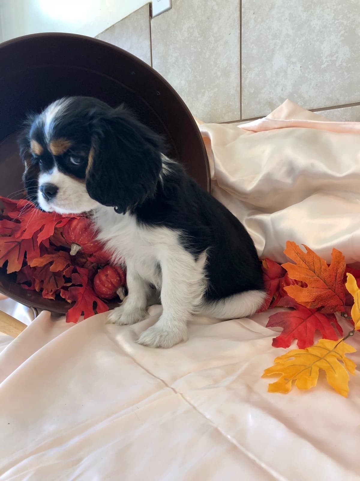 Cavalier King Charles Spaniel Puppies breeder image 25