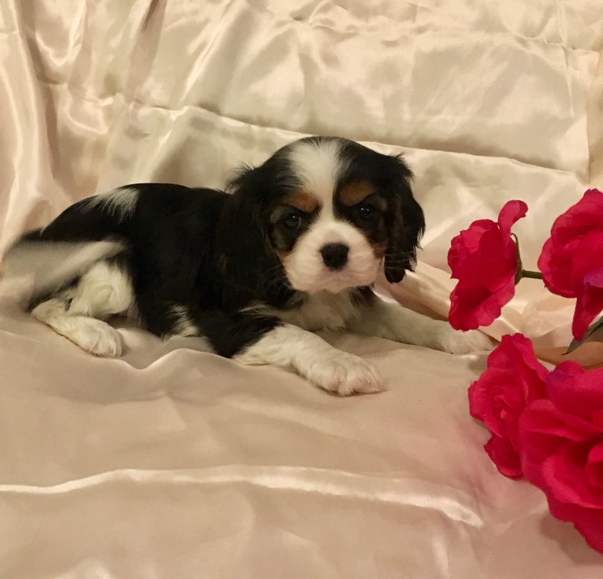 Cavalier King Charles Spaniel Puppies breeder image 26
