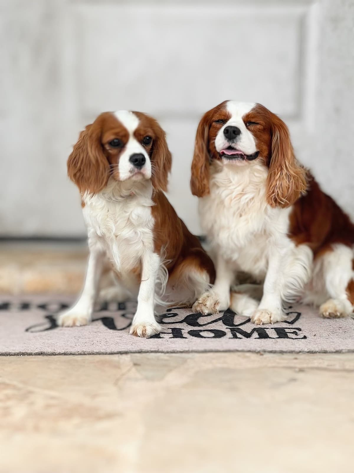Cavalier King Charles Spaniel Puppies breeder image 27