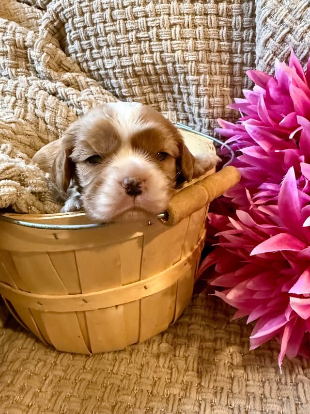 Cavalier King Charles Spaniel Puppies media 5