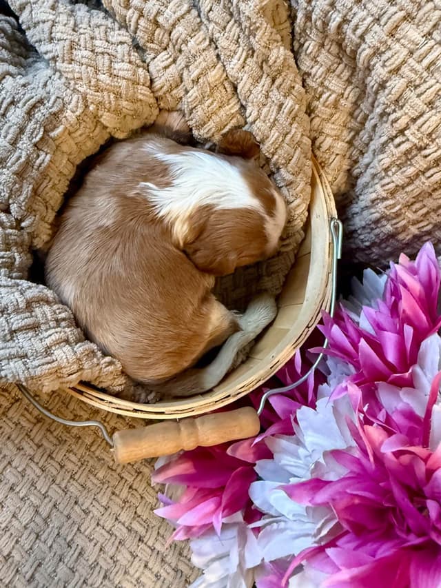Cavalier King Charles Spaniel Puppies media 8