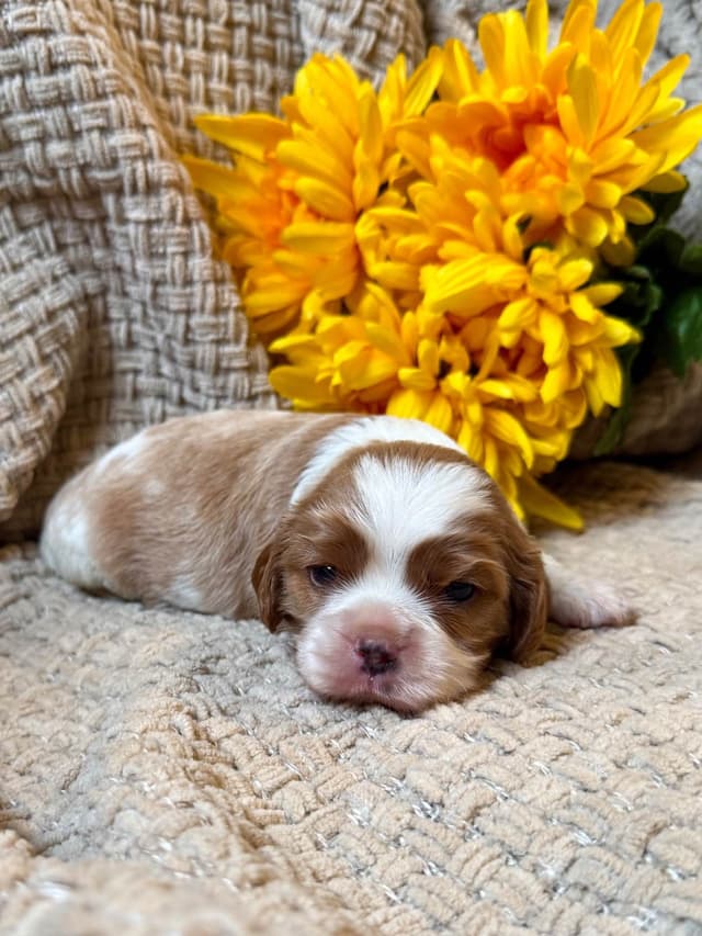 Cavalier King Charles Spaniel Puppies media 15