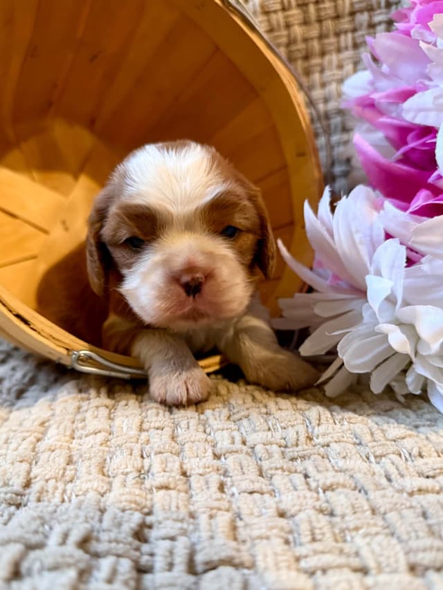 Cavalier King Charles Spaniel Puppies media 7