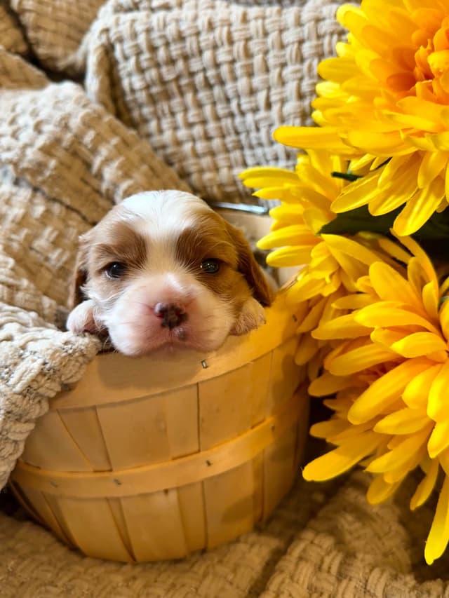 Cavalier King Charles Spaniel Puppies media 14