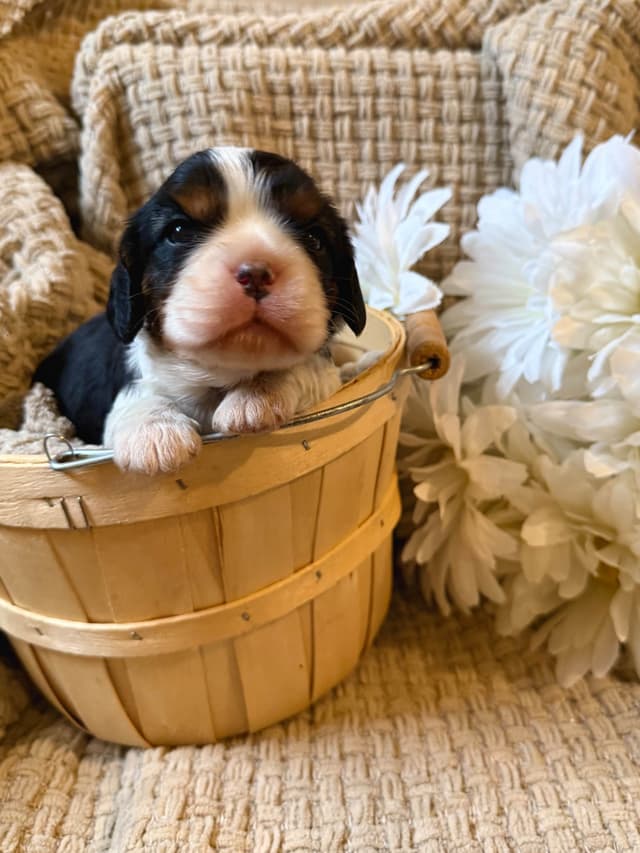 Cavalier King Charles Spaniel Puppies media 10