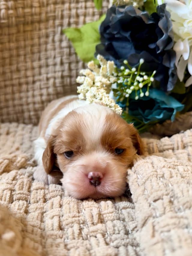 Cavalier King Charles Spaniel Puppies media 13