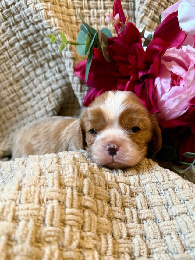 Cavalier King Charles Spaniel Puppies media 3