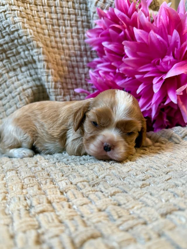 Cavalier King Charles Spaniel Puppies media 6