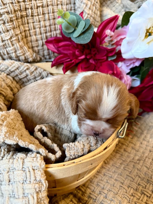 Cavalier King Charles Spaniel Puppies media 4