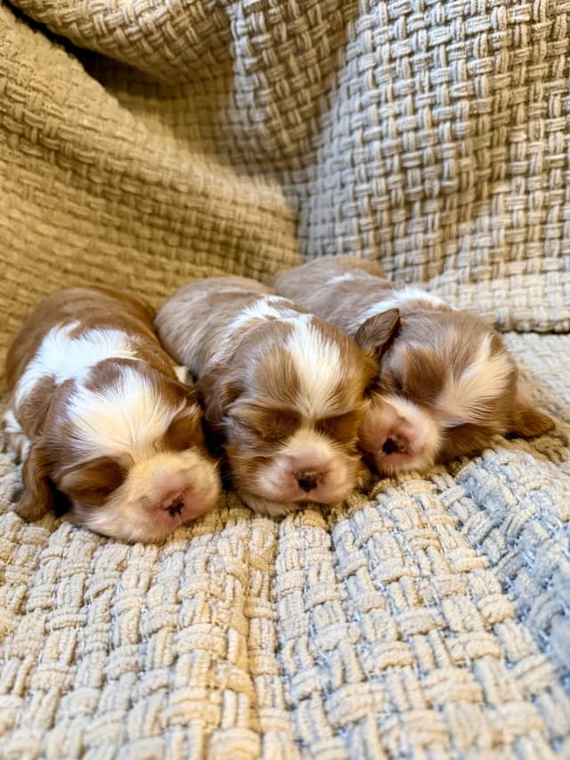 Cavalier King Charles Spaniel Puppies media 2