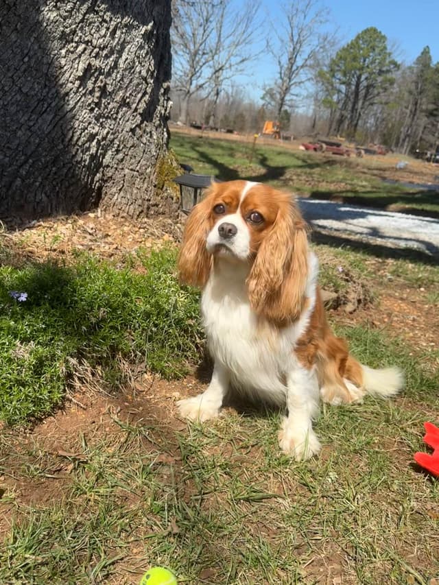 Cavalier King Charles Spaniel Puppies media 16