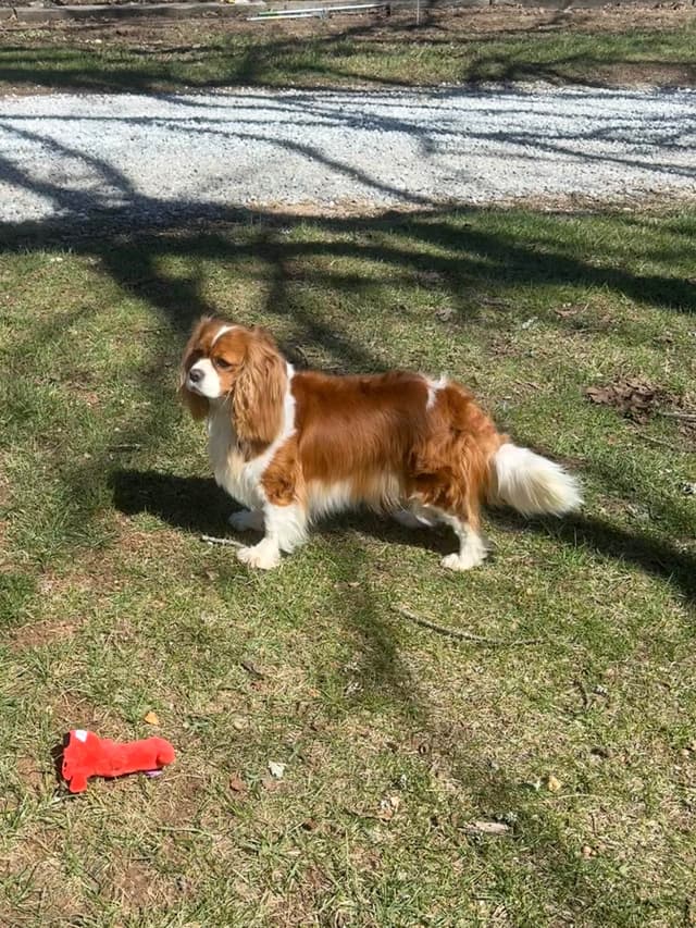 Cavalier King Charles Spaniel Puppies media 17