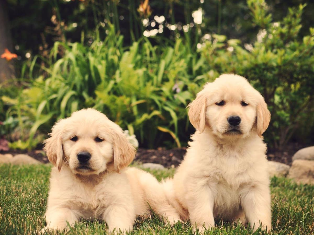 Golden Retriever Puppies breeder image 1