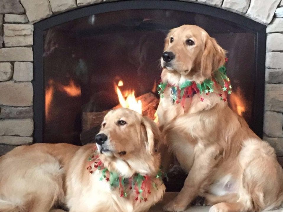 Golden Retriever Puppies breeder image 2