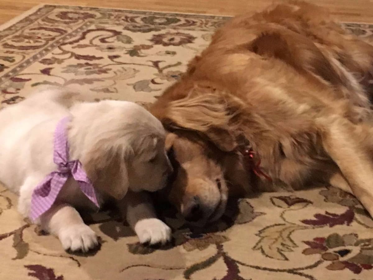 Golden Retriever Puppies breeder image 3