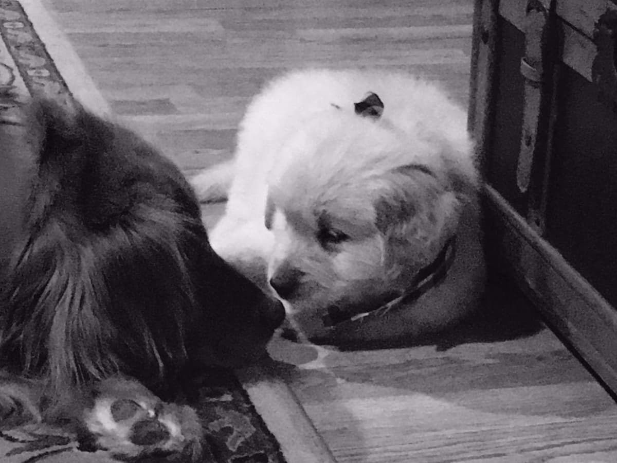 Golden Retriever Puppies breeder image 4