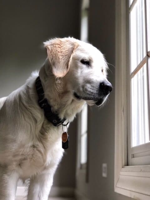 Golden Retriever Puppies breeder image 8