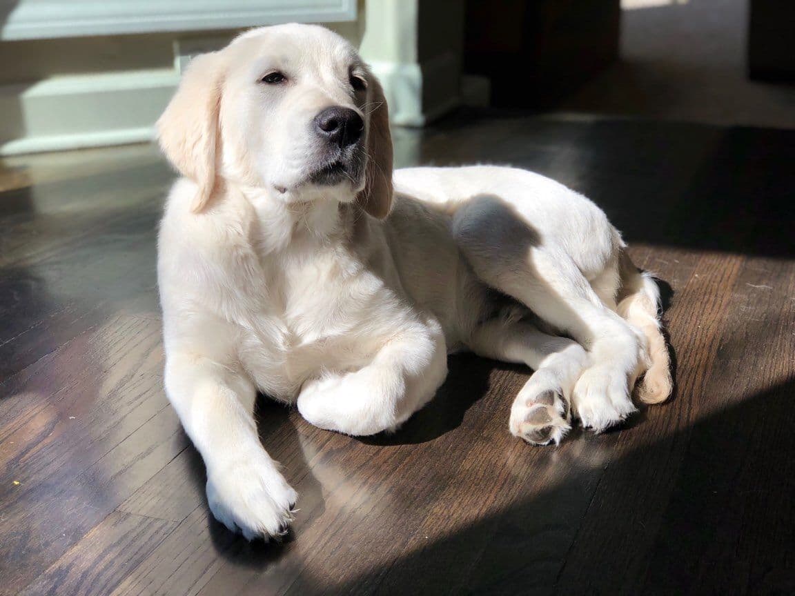 Golden Retriever Puppies breeder image 9