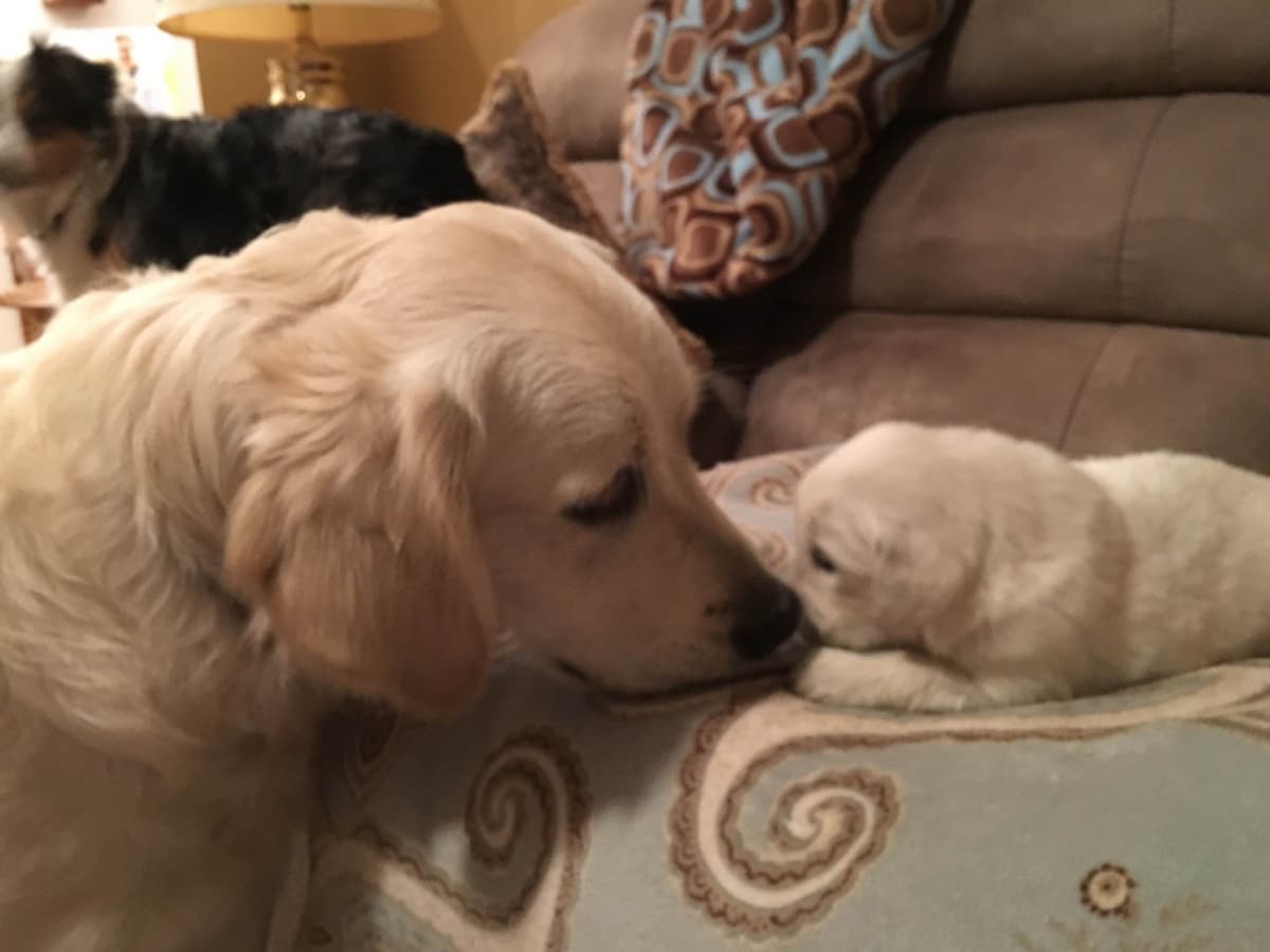 Golden Retriever Puppies breeder image 10