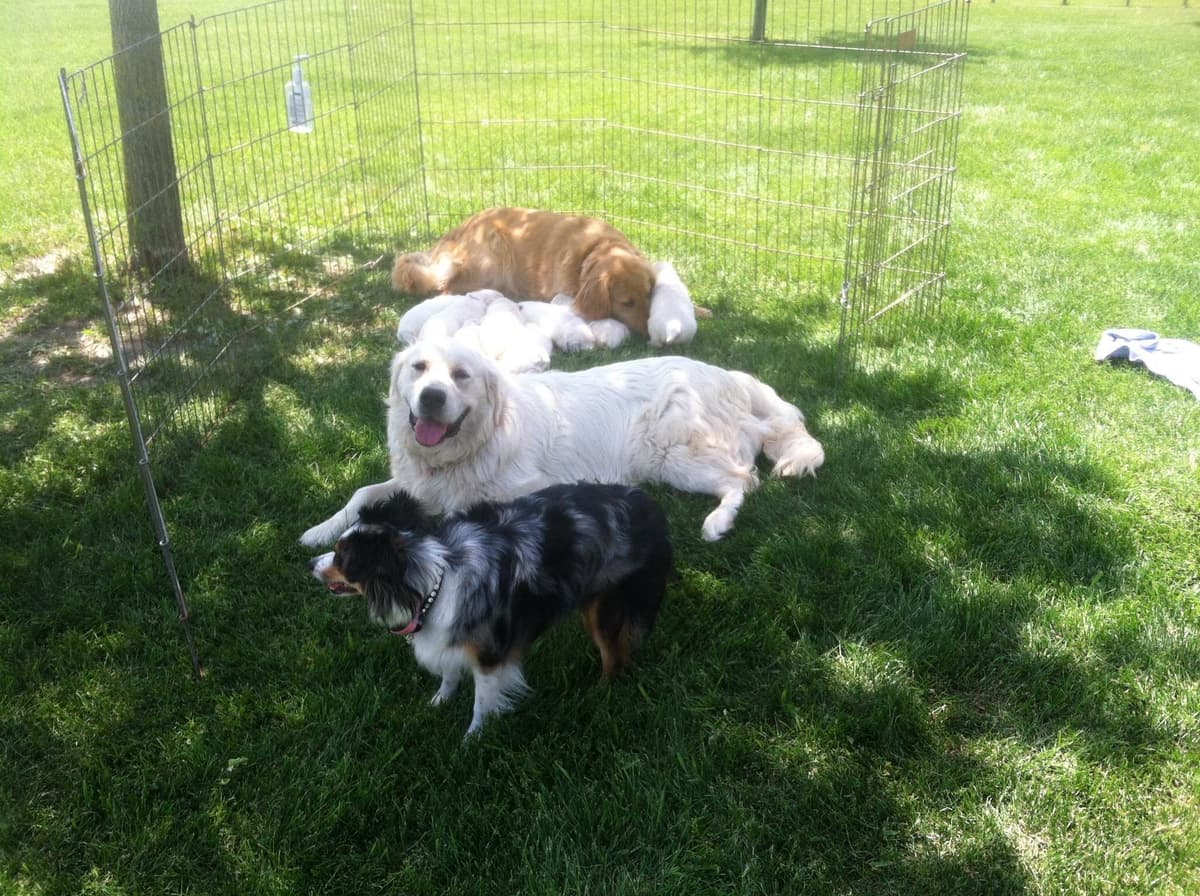 Golden Retriever Puppies breeder image 11