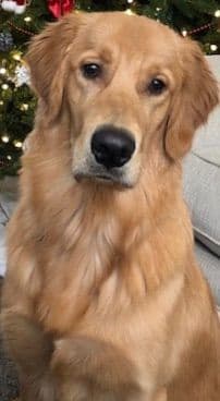 Golden Retriever Puppies breeder image 13