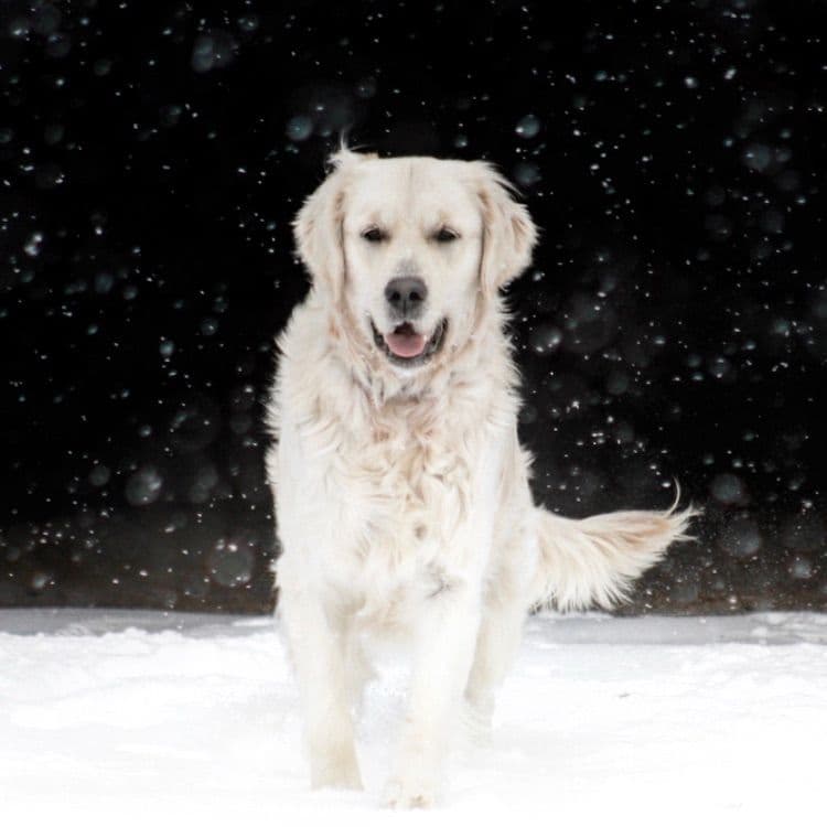 Golden Retriever Puppies breeder image 15
