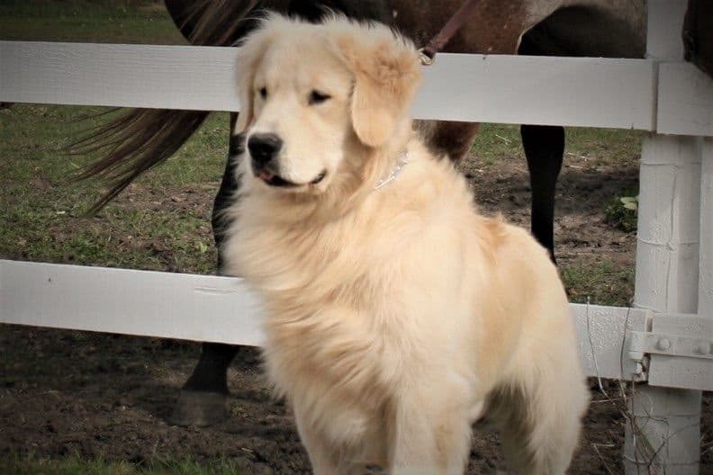 Golden Retriever Puppies breeder image 14