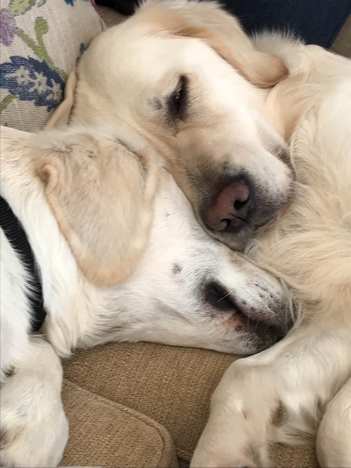 Golden Retriever Puppies breeder image 22