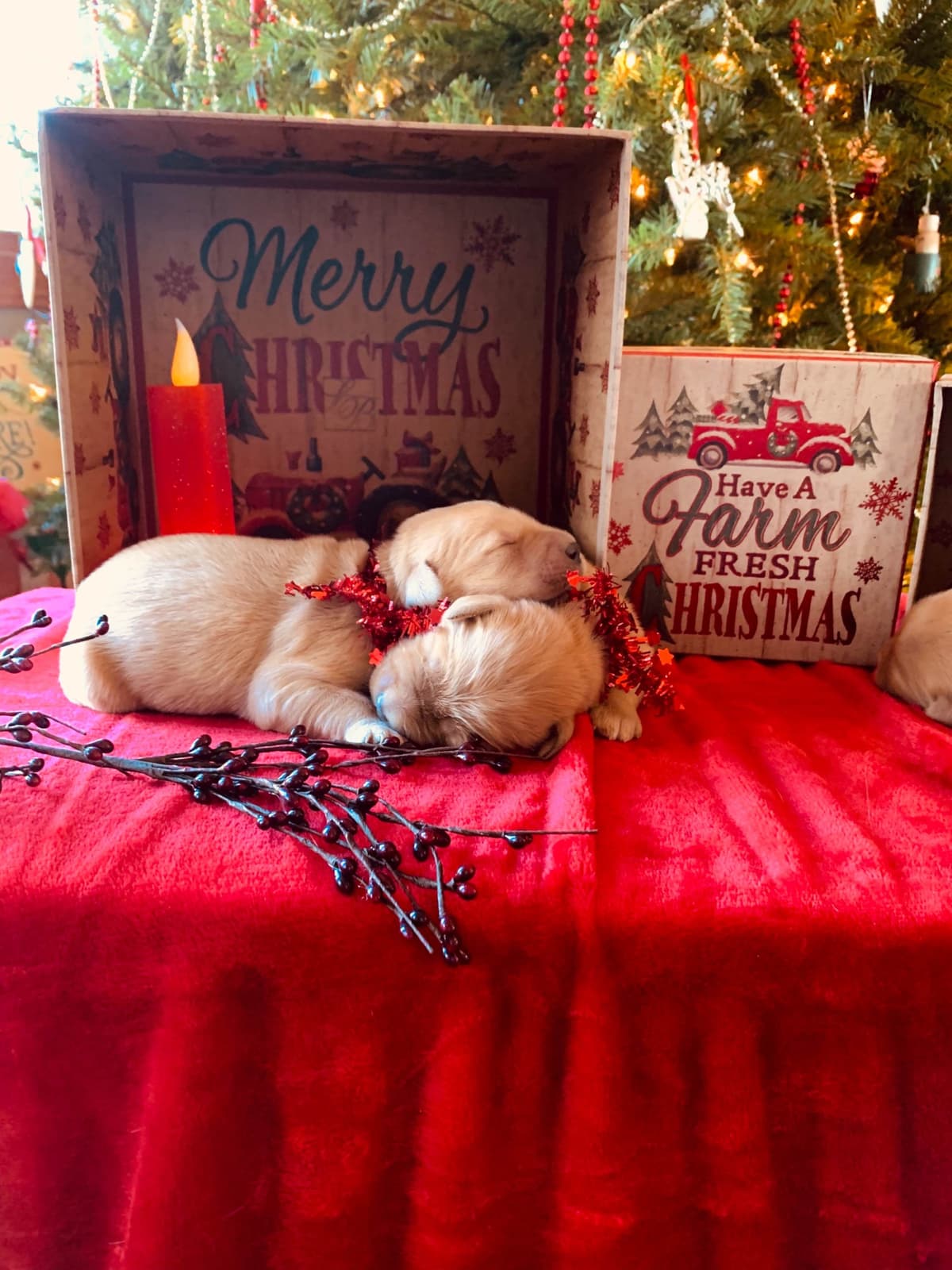 Golden Retriever Puppies breeder image 23