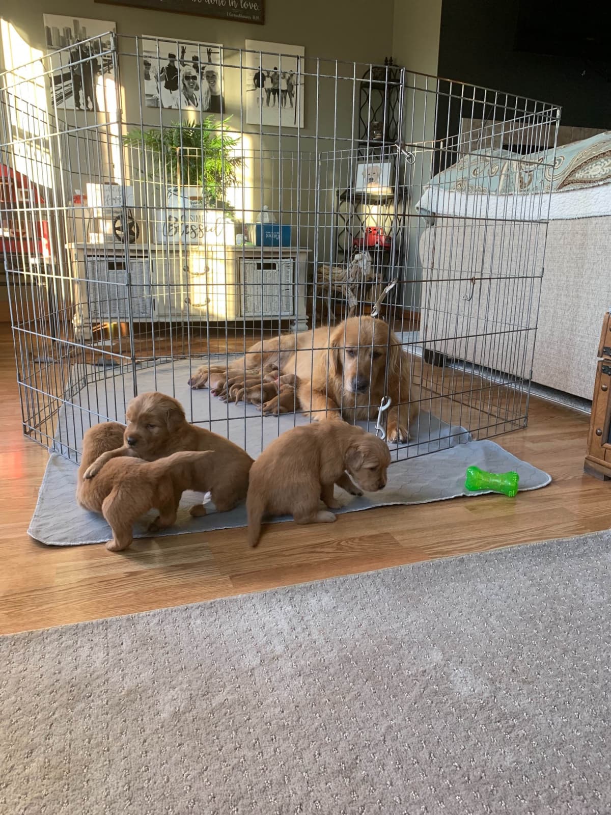 Golden Retriever Puppies breeder image 25
