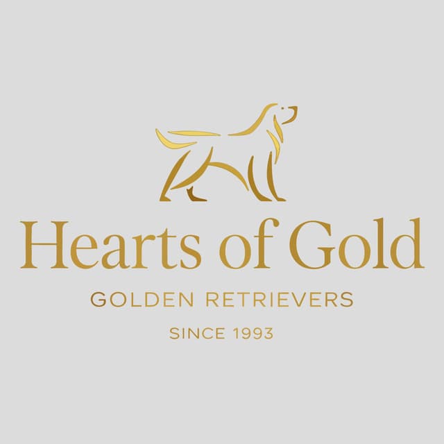 Golden Retriever Puppies since 1994 media 5