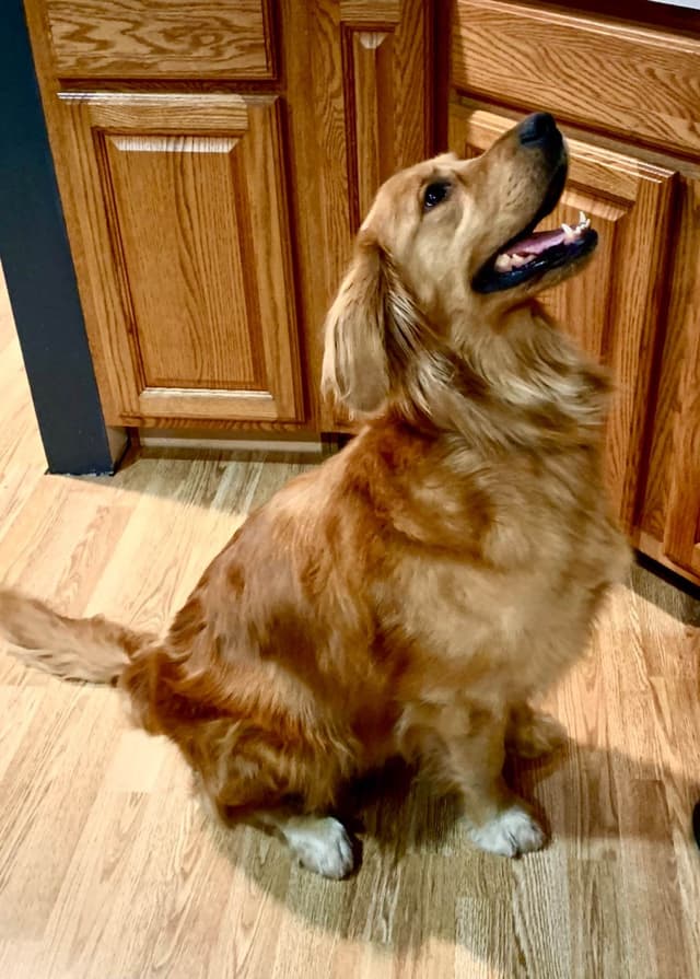 Golden Retriever Puppies since 1994 media 9