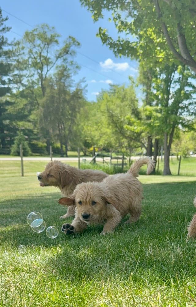 Golden Retriever Puppies since 1994 media 6