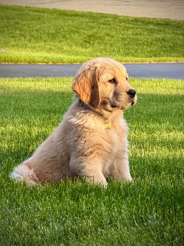 Golden Retriever Puppies since 1994 media 4