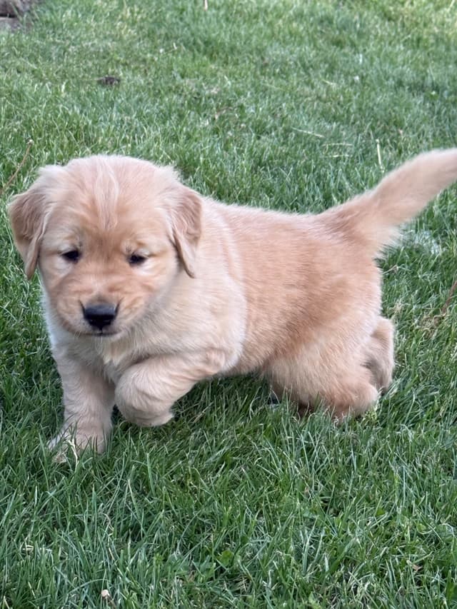 Golden Retriever Puppies since 1994 media 8