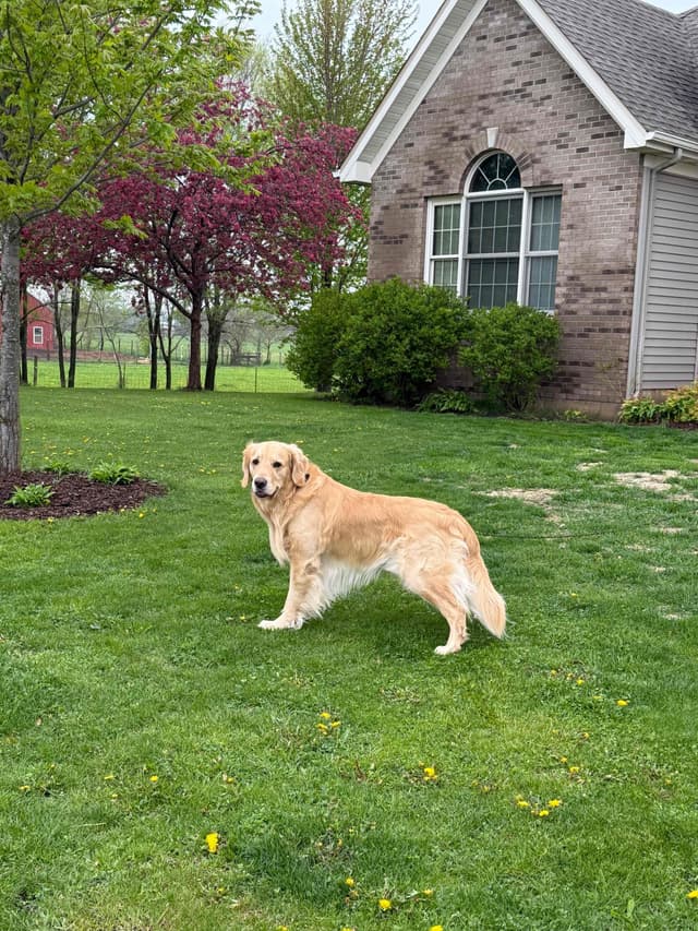 Golden Retriever Puppies since 1994 media 10