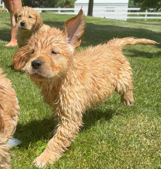 Golden Retriever Puppies media 4