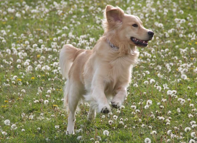 Golden Retriever Puppies media 6