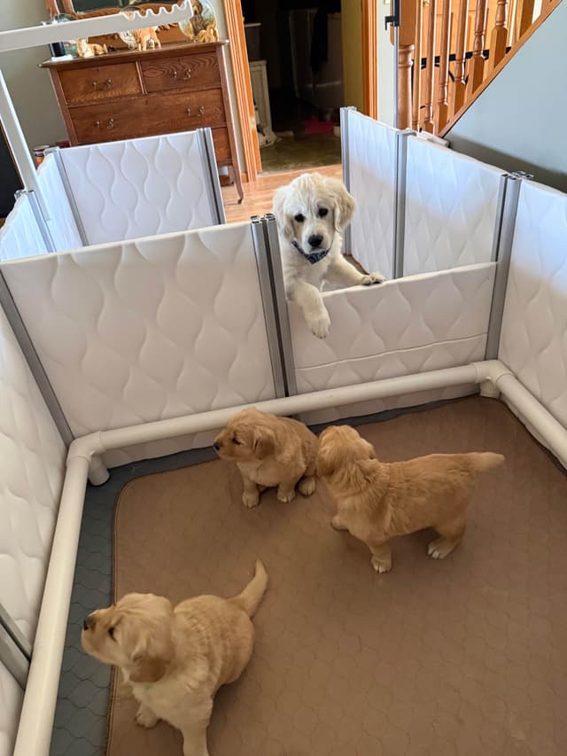 Golden Retriever Puppies media 7